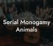 Serial Monogamy Animals