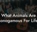 What Animals Are Monogamous For Life?