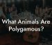 What Animals Are Polygamous?